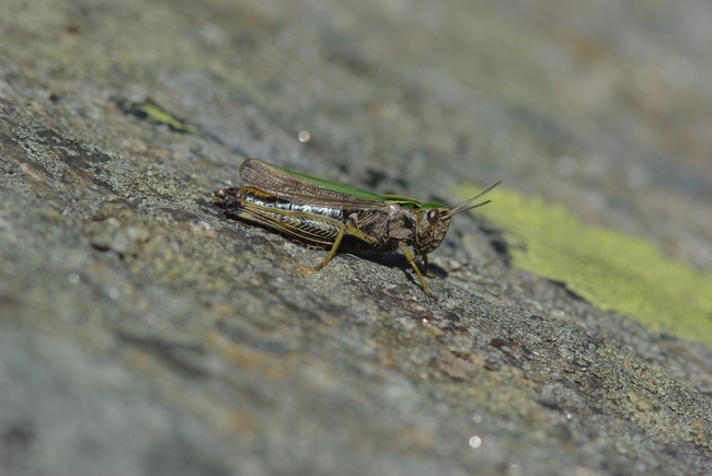 ../previews/013-Saltatoria, Acrididae, Aeropedellus variegatus, Alpen-Keulenschrecke_2013_08_22--14-20-58.jpeg.medium.jpeg