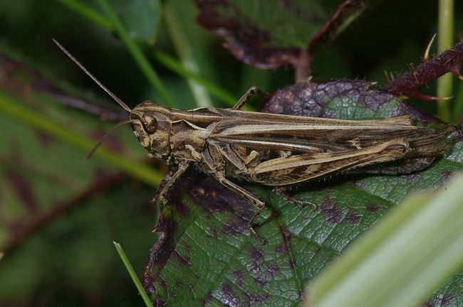 ../previews/017-Saltatoria, Acrididae, Chorthippus biguttulus_2006_09_29--15-08-27.jpeg.medium.jpeg