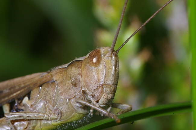 ../previews/018-Saltatoria, Acrididae, Chorthippus biguttulus_2008_08_17--12-56-06.jpeg.medium.jpeg