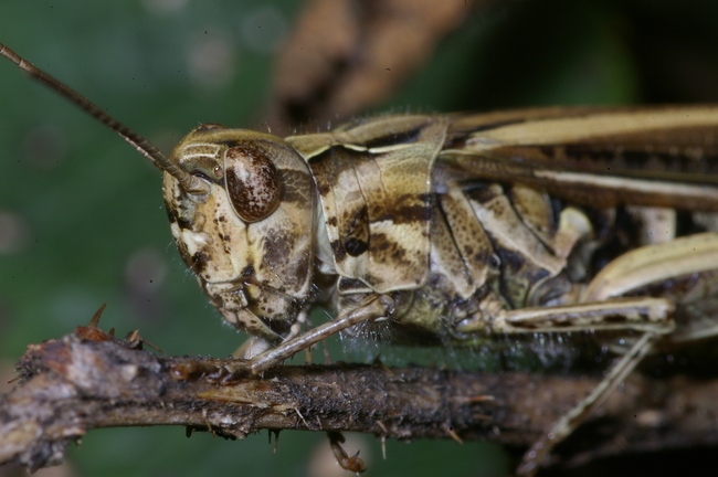 ../previews/019-Saltatoria, Acrididae, Chorthippus biguttulus_2008_09_08--12-45-04.jpeg.medium.jpeg