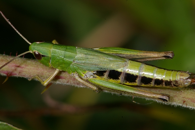 ../previews/022-Saltatoria, Acrididae, Chorthippus parallelus_2008_08_18--12-56-51.jpeg.medium.jpeg