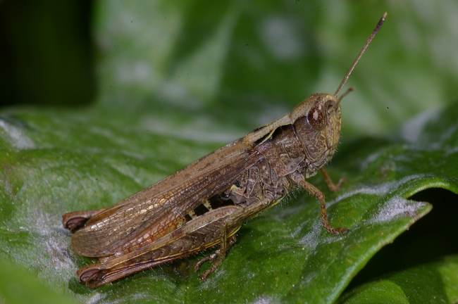 ../previews/023-Saltatoria, Acrididae, Chorthippus vagans_2008_08_18--12-00-50.jpeg.medium.jpeg