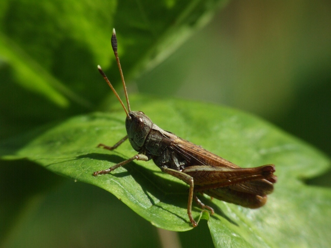 ../previews/029-Saltatoria, Acrididae, Gomphocerus rufus, Keulenschrecke_2007_08_13--16-53-44.jpeg.medium.jpeg
