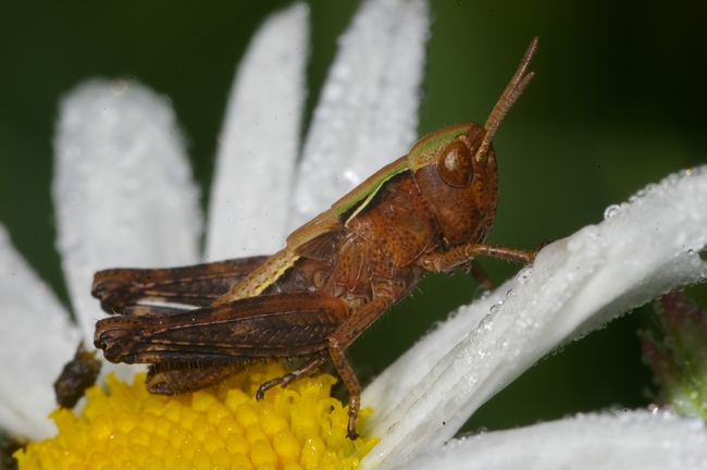 ../previews/031-Saltatoria, Acrididae, Larve_2008_06_09--08-21-46.jpeg.medium.jpeg