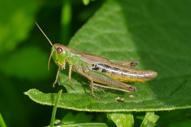 ../previews/035-Saltatoria, Acrididae, Pseudochorthippus parallelus_2020_06_21--09-25-49.jpeg.medium.jpeg