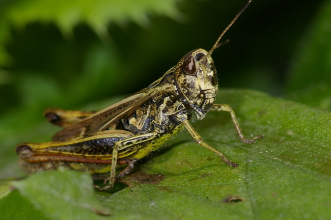 ../previews/037-Saltatoria, Acrididae, Stenobothrus lineatus, Heidegrashuepfer_2008_08_18--11-55-52.jpeg.medium.jpeg