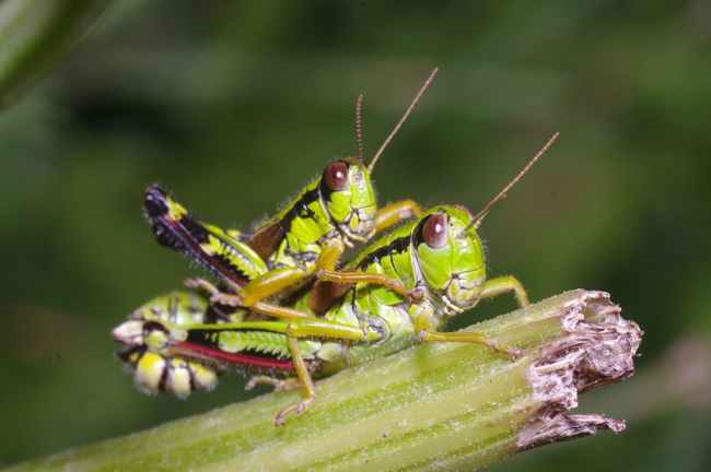 ../previews/041-Saltatoria, Catantopidae, Miramella alpina, Gebirgsschrecke, Paarung_2012_07_26--14-22-28.jpeg.medium.jpeg