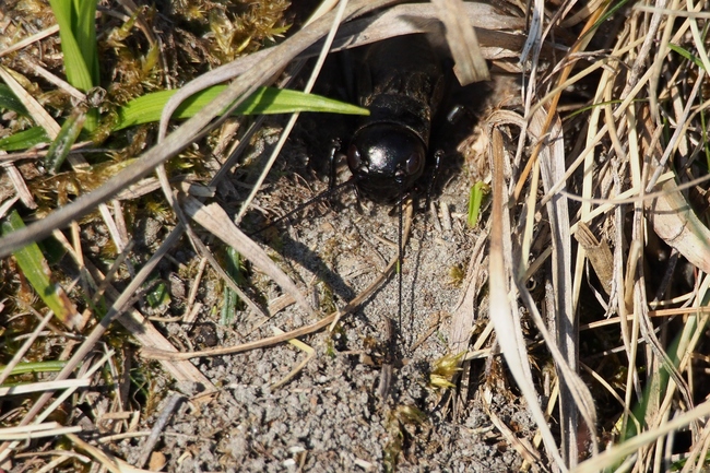 ../previews/045-Saltatoria, Gryllidae, Gryllus camprestis, Feldgrille_2015_04_24--08-23-23.jpeg.medium.jpeg