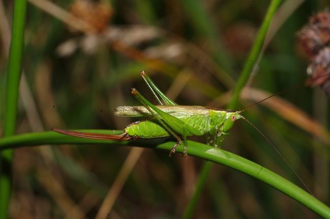 ../previews/050-Saltatoria, Tettigoniidae, Conocephalus fuscus_2011_08_20--08-40-03.jpeg.medium.jpeg