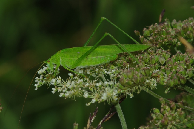../previews/055-Saltatoria, Tettigoniidae, Phaneroptera falcata_2013_08_18--12-25-42.jpeg.medium.jpeg