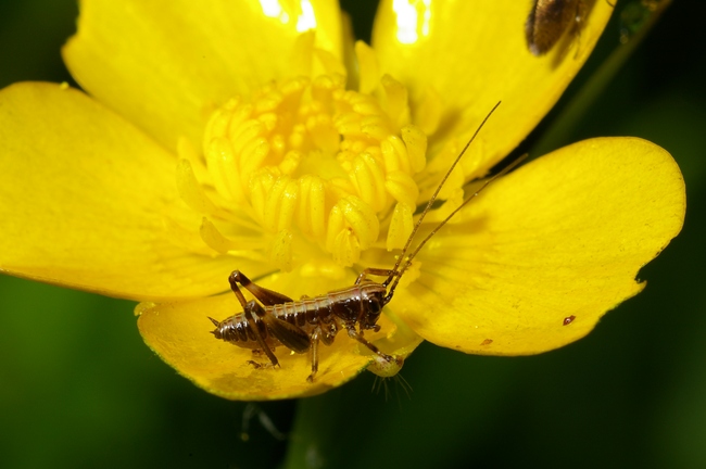 ../previews/061-Saltatoria, Tettigoniidae, Pholidoptera griseoaptera, Larve_2005_05_28--08-45-47.jpeg.medium.jpeg