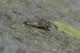 thumbnails/013-Saltatoria, Acrididae, Aeropedellus variegatus, Alpen-Keulenschrecke_2013_08_22--14-20-58.jpeg.small.jpeg