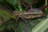 thumbnails/017-Saltatoria, Acrididae, Chorthippus biguttulus_2006_09_29--15-08-27.jpeg.small.jpeg