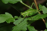 thumbnails/047-Saltatoria, Tettigoniidae, Barbitistes constrictus, Weibchen_2012_07_26--13-45-33.jpeg.small.jpeg