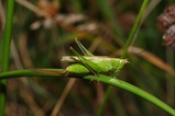 thumbnails/050-Saltatoria, Tettigoniidae, Conocephalus fuscus_2011_08_20--08-40-03.jpeg.small.jpeg