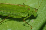 thumbnails/056-Saltatoria, Tettigoniidae, Phaneroptera falcata_2013_09_21--12-56-24.jpeg.small.jpeg