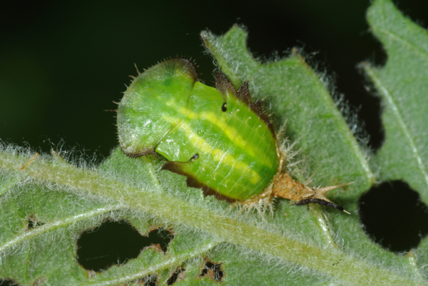 Skaliertes Bild Coleoptera, Chrysomelidae, Cassida, Puppe_2010_07_16--08-18-31.jpg 