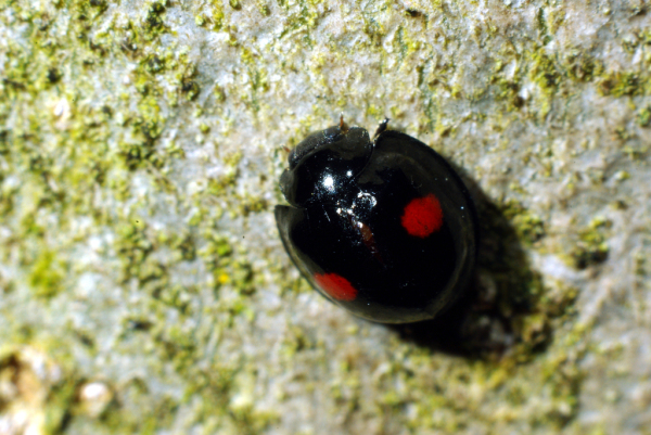 Skaliertes Bild Coleoptera, Coccinellidae, Chilocorus renipustulatus_2009_04_06--14-54-00.jpg 