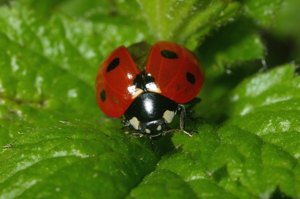 Skaliertes Bild Coleoptera, Coccinellidae, Coccinella septempunctata_2006_06_09--12-06-43.jpg 