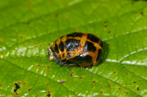 Skaliertes Bild Coleoptera, Coccinellidae, Puppe_2008_06_09--08-32-17.jpg 