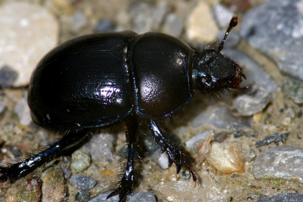Skaliertes Bild Coleoptera, Geotrupidae, Geotrupes stercorosus, Waldmistkaefer_2006_04_19--16-39-50.jpg 