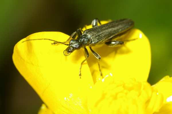 Skaliertes Bild Coleoptera, Oedemeridae, Oedemera lurida_2007_05_01--12-14-46.jpg 