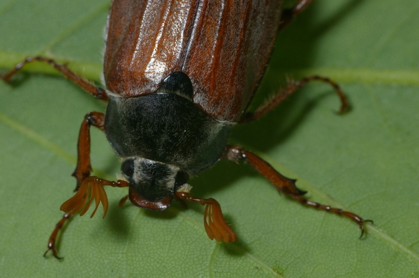 Skaliertes Bild Coleoptera, Scarabaeidae, Melolontha melolontha_2006_05_30--11-17-49.jpg 