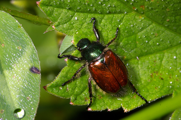 Skaliertes Bild Coleoptera, Scarabaeidae, Phyllopertha horticola, Junikaefer_2008_06_09--08-52-21.jpg 