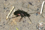 Vorschaubild Coleoptera, Carabidae, Pterostichus burmeisteri_2006_04_22--10-19-35.jpg 
