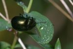 Vorschaubild Coleoptera, Chrysomelidae, Chrysomela varians_2006_09_24--11-04-55.jpg 