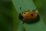 Vorschaubild Coleoptera, Chrysomelidae, Clytra quadripunctata_2006_05_30--11-38-01.jpg 