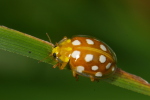 Vorschaubild Coleoptera, Coccinellidae, Halyzia sedecimguttata_2007_09_15--13-14-59.jpg 