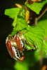 Vorschaubild Coleoptera, Scarabaeidae, Melolontha melolontha_2009_04_27--07-22-13.jpg 