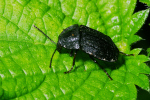 Vorschaubild Coleoptera, Silphidae, Phosphuga atrata_2005_10_11--17-08-27.jpg 