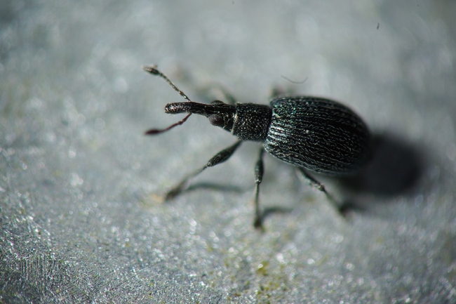 ../previews/002-Coleoptera, Apionidae,_2013_10_20--11-32-07.jpeg.medium.jpeg