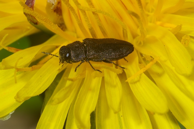 ../previews/007-Coleoptera, Buprestidae, Anthaxia quadripunctata_2005_01_05--04-30-17.jpeg.medium.jpeg