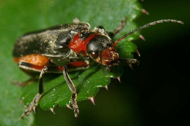 ../previews/013-Coleoptera, Cantharidae, Cantharis fusca_2007_05_14--10-02-39.jpeg.medium.jpeg