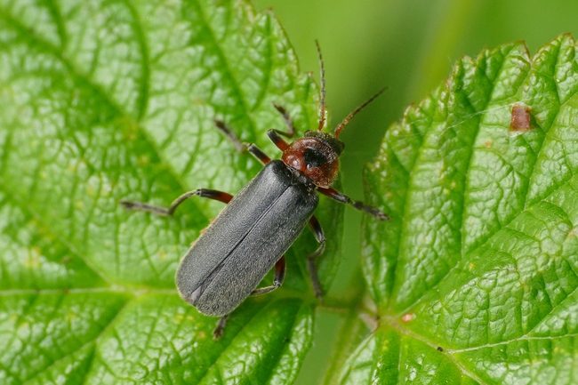 ../previews/020-Coleoptera, Cantharidae, Cantharis rustica_2019_05_18--10-13-31.jpeg.medium.jpeg