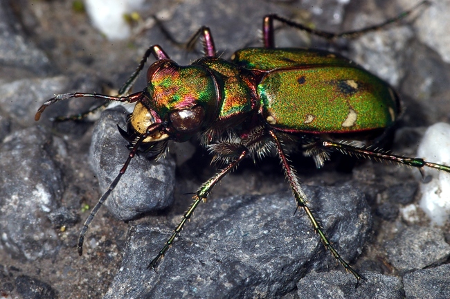 ../previews/024-Coleoptera, Carabidae, Cicindela campestris_2005_01_05--04-04-44.jpeg.medium.jpeg