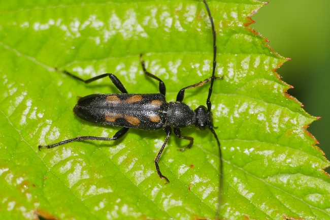 ../previews/030-Coleoptera, Cerambycidae, Anoplodera sexguttata_2020_05_15--15-03-01.jpeg.medium.jpeg