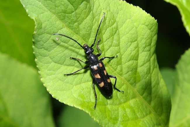 ../previews/031-Coleoptera, Cerambycidae, Anoplodera sexguttata_2022_06_05--09-24-09.jpeg.medium.jpeg