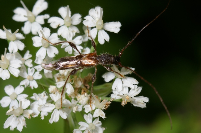 ../previews/043-Coleoptera, Cerambycidae, Molorchus minor_2005_05_28--09-40-17.jpeg.medium.jpeg