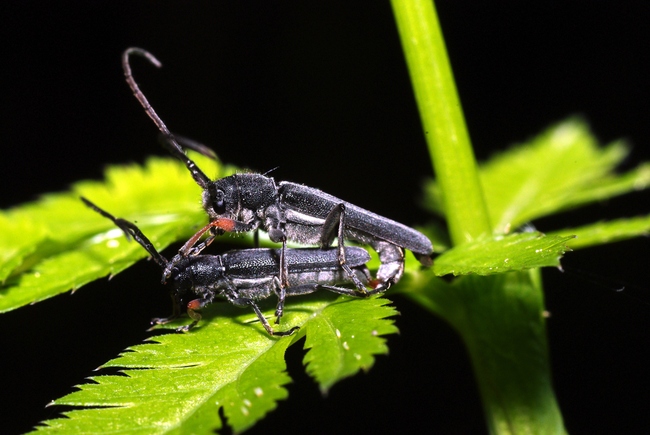 ../previews/049-Coleoptera, Cerambycidae, Phytoecia cylindrica, Paarung_2009_05_20--13-35-06.jpeg.medium.jpeg