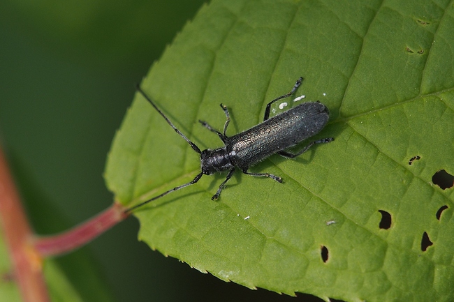 ../previews/057-Coleoptera, Cerambycidae, Stenostola dubia_2019_05_17--09-41-09.jpeg.medium.jpeg