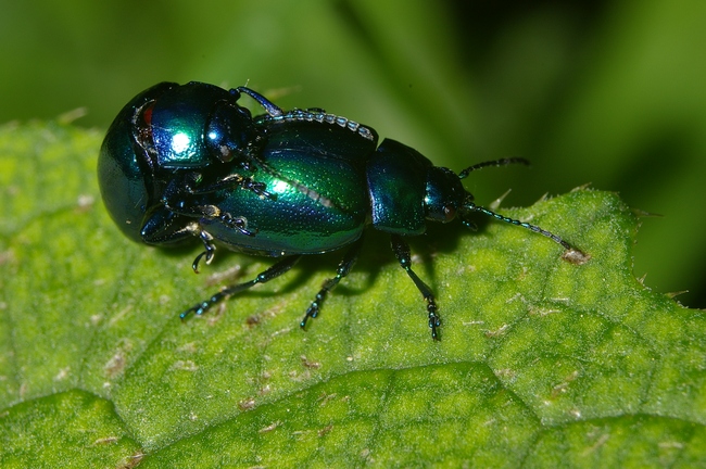 ../previews/062-Coleoptera, Chryomelidae, Chrysomela coerulans_2006_06_09--17-15-00.jpeg.medium.jpeg