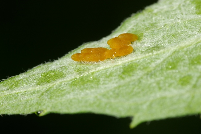 ../previews/064-Coleoptera, Chryomelidae, Chrysomela coerulans, Eier_2007_06_11--06-51-16.jpeg.medium.jpeg