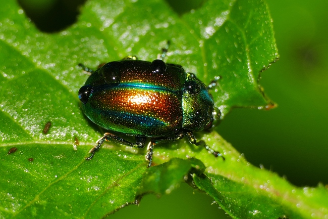 ../previews/078-Coleoptera, Chrysomelidae, Chrysolina fastuosa_2019_09_06--10-11-16.jpeg.medium.jpeg