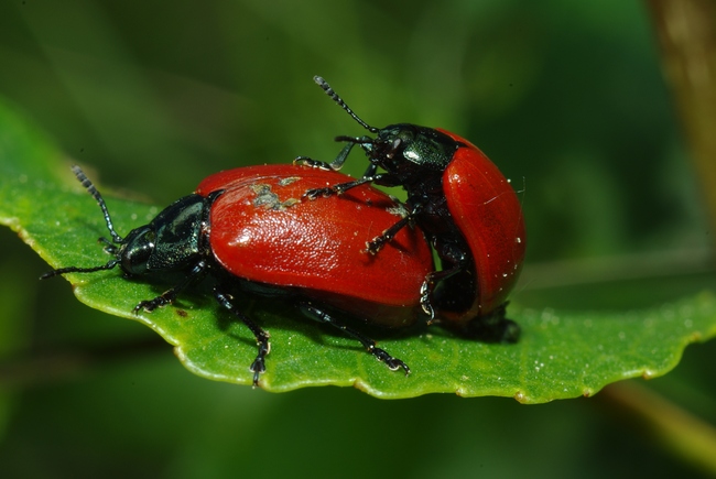 ../previews/085-Coleoptera, Chrysomelidae, Chrysomela populi_2013_06_07--09-27-52.jpeg.medium.jpeg