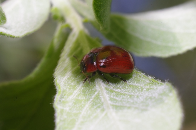 ../previews/099-Coleoptera, Chrysomelidae, Gonioctena viminalis_2012_05_11--09-49-47.jpeg.medium.jpeg