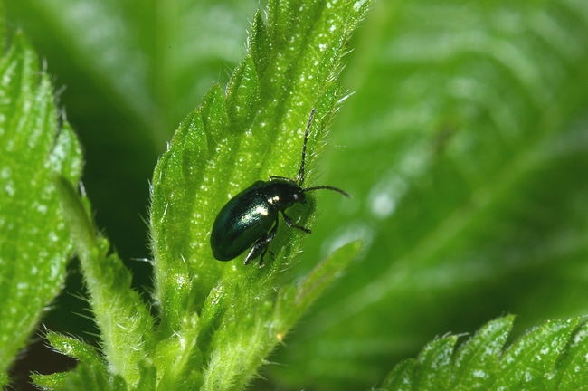 ../previews/111-Coleoptera, Chrysomelidae, Phyllotreta atra_2005_05_28--08-36-32.jpeg.medium.jpeg